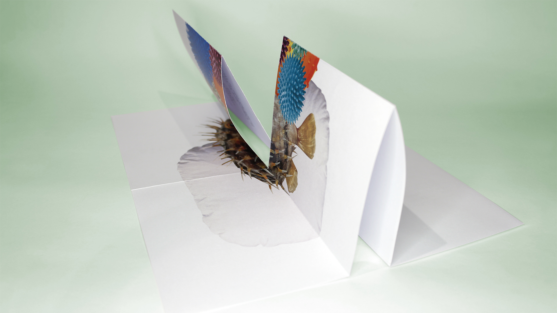 Fotografía del instant book del Proyecto Biomímesis