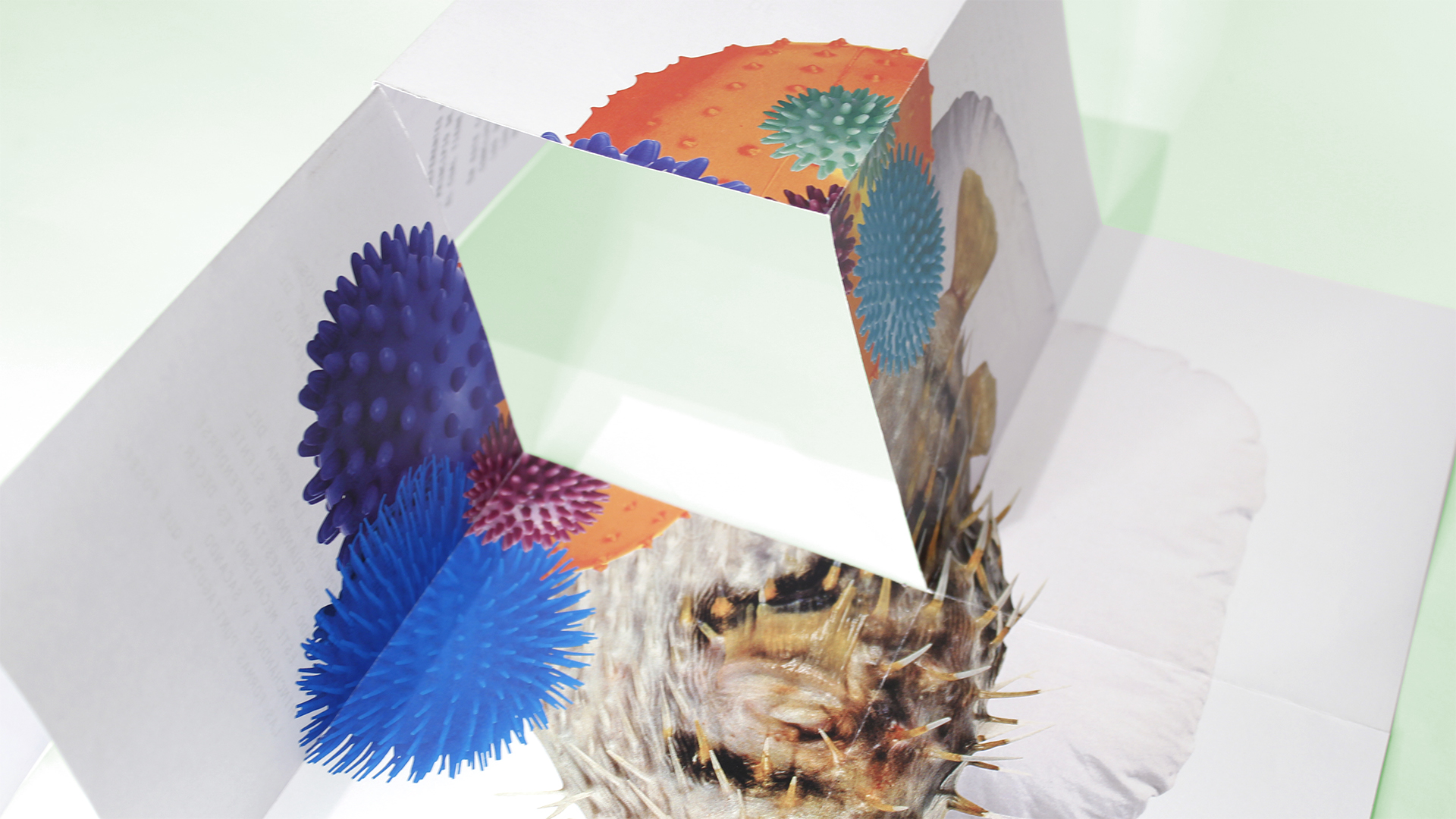 Fotografía del instant book del Proyecto Biomímesis